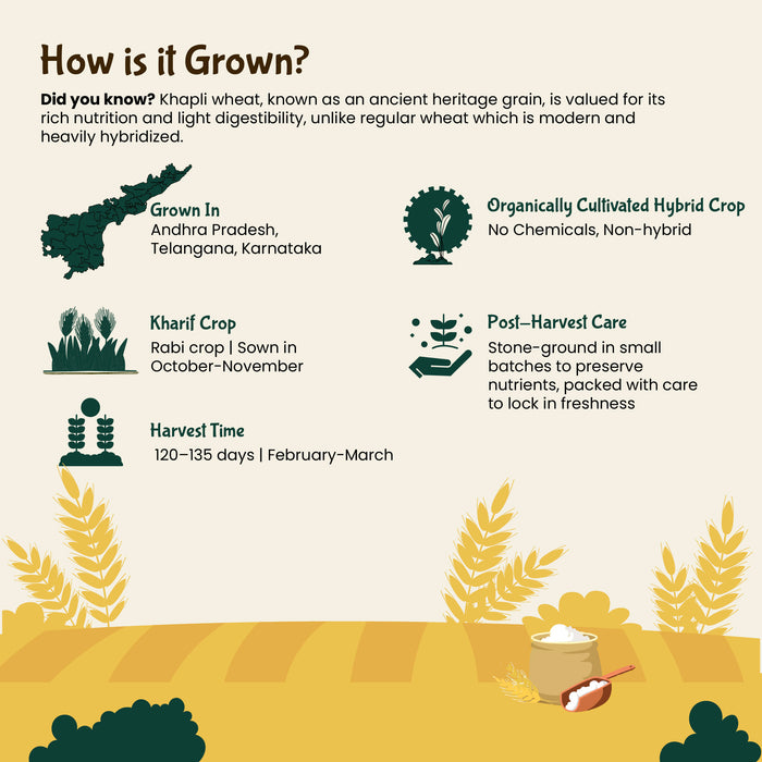 Organic Wheat Flour Khapli / Jave Godhi Hittu By Rajamudi Organics