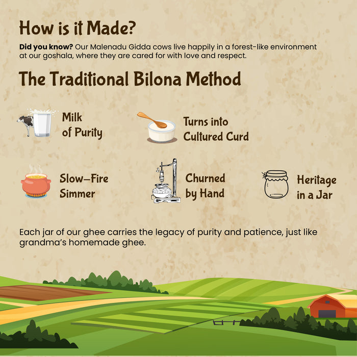 Malenadu Gidda Cow Ghee: Handcrafted Tradition & Nature's Pure Essence in Every Drop.