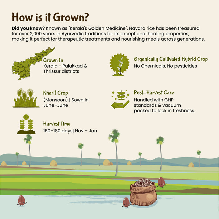 Kerala Medicinal Navara Rice - Organic Navara Rice by Rajamudi